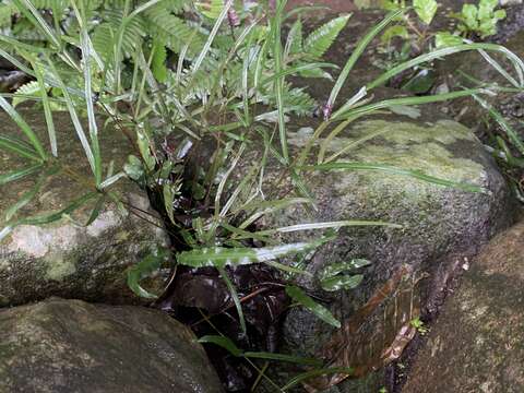 Image of Pteris ryukyuensis Tag.