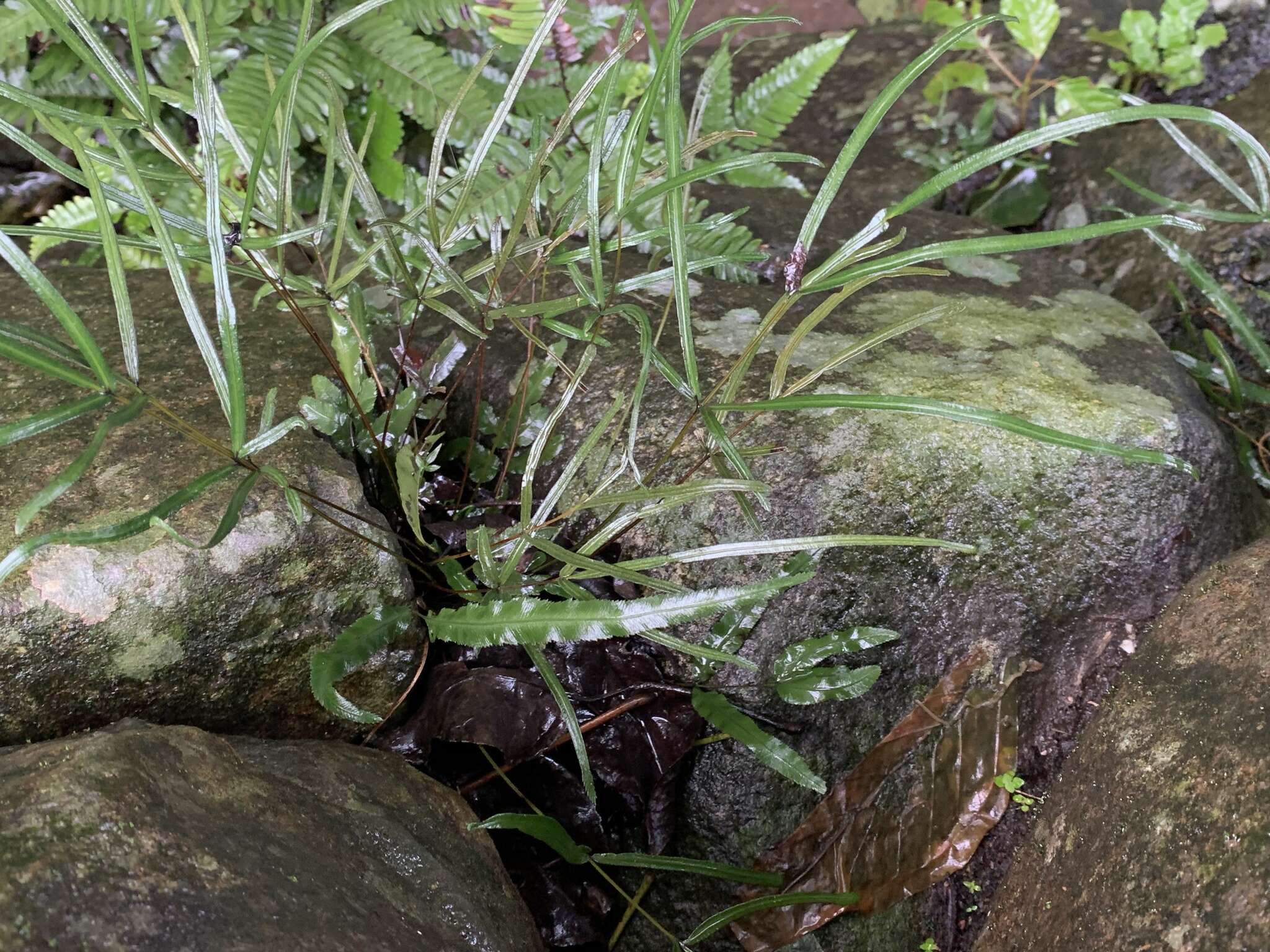 Image of Pteris ryukyuensis Tag.