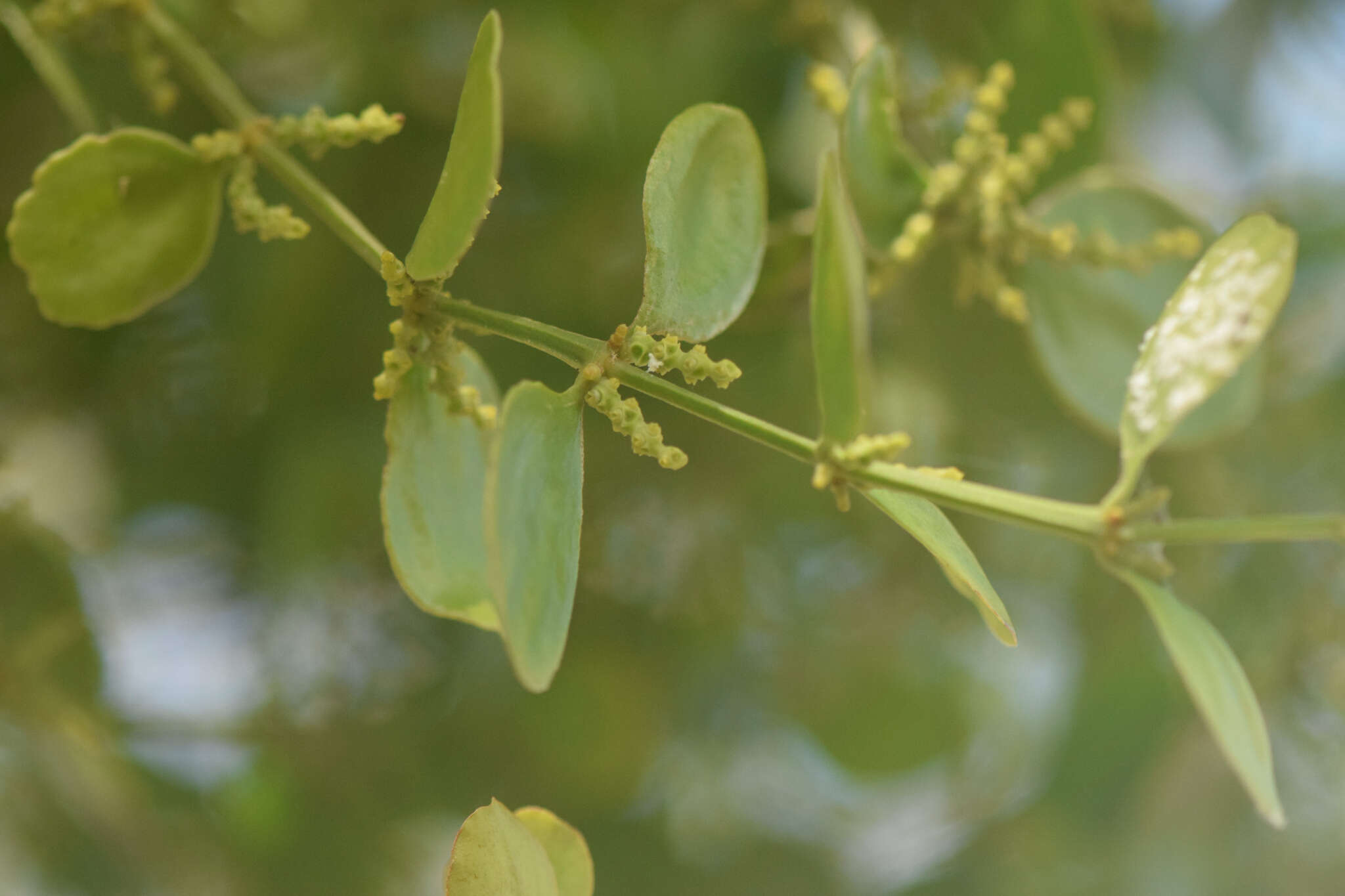 Image of Phoradendron mucronatum (DC.) Kr. & Urb.