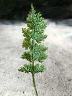 Image of Appalachian Fern