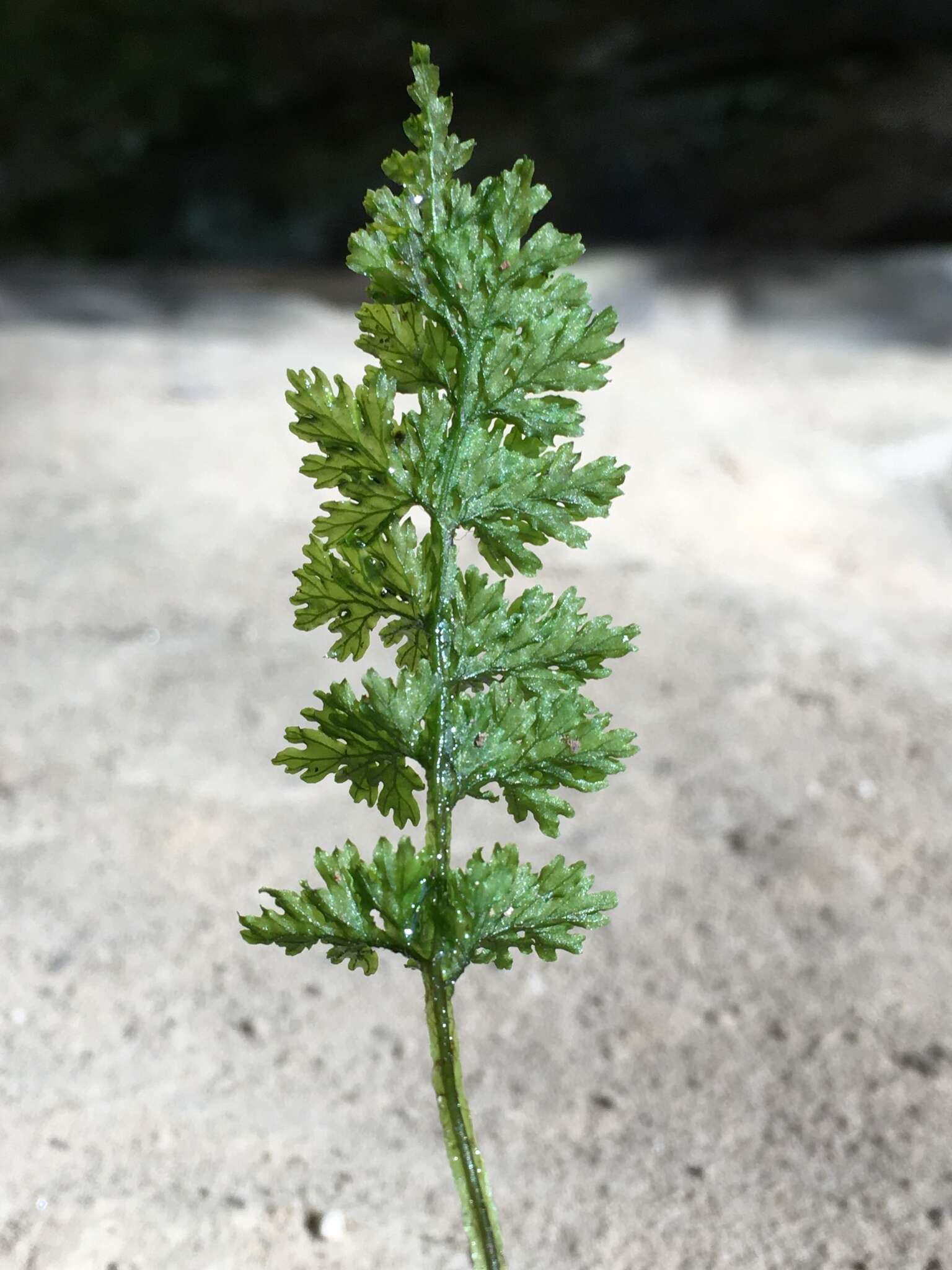 Image of Appalachian Fern