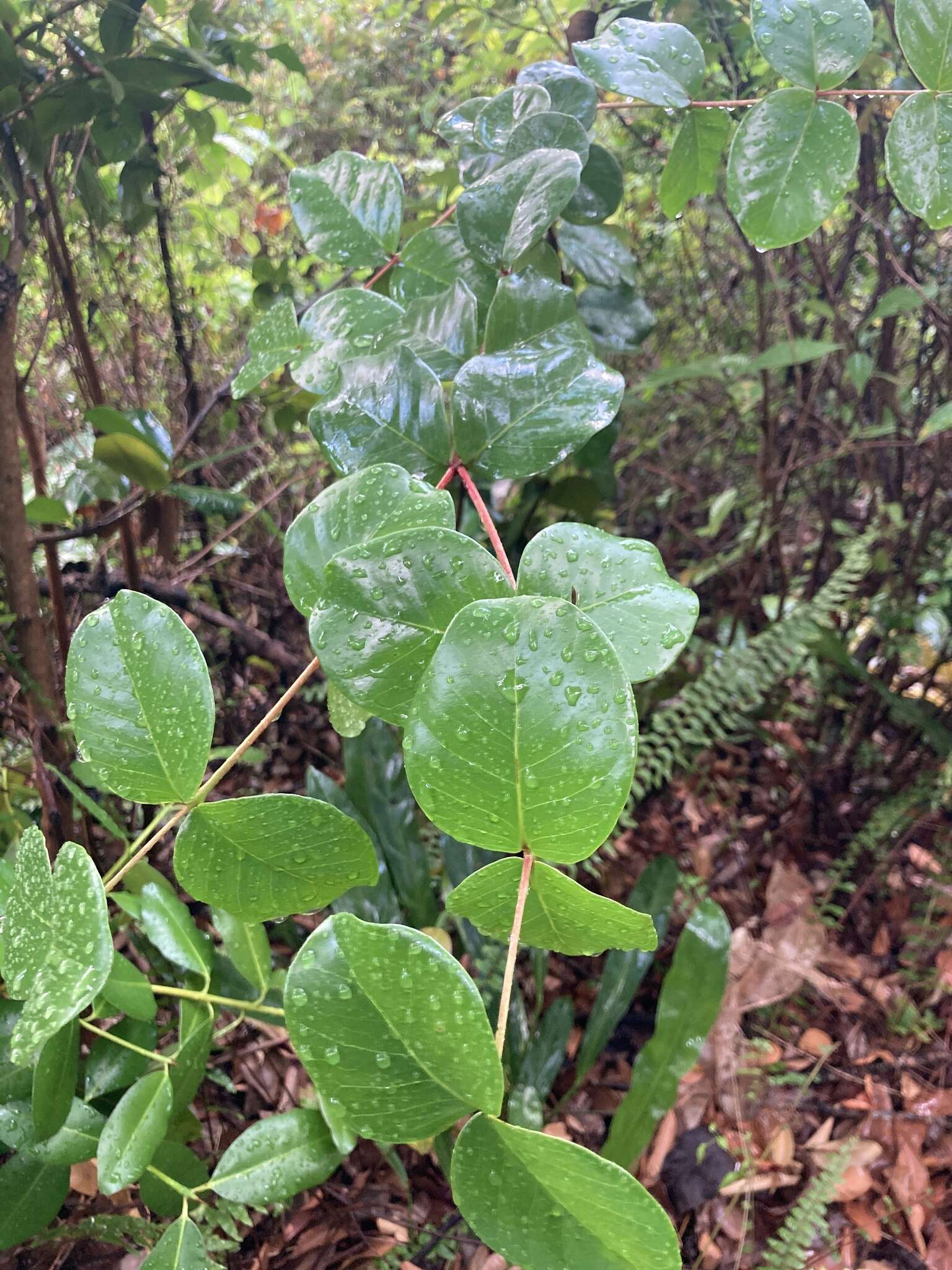 Image of sperry guava