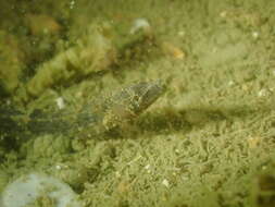 Image of Belly Pipefish