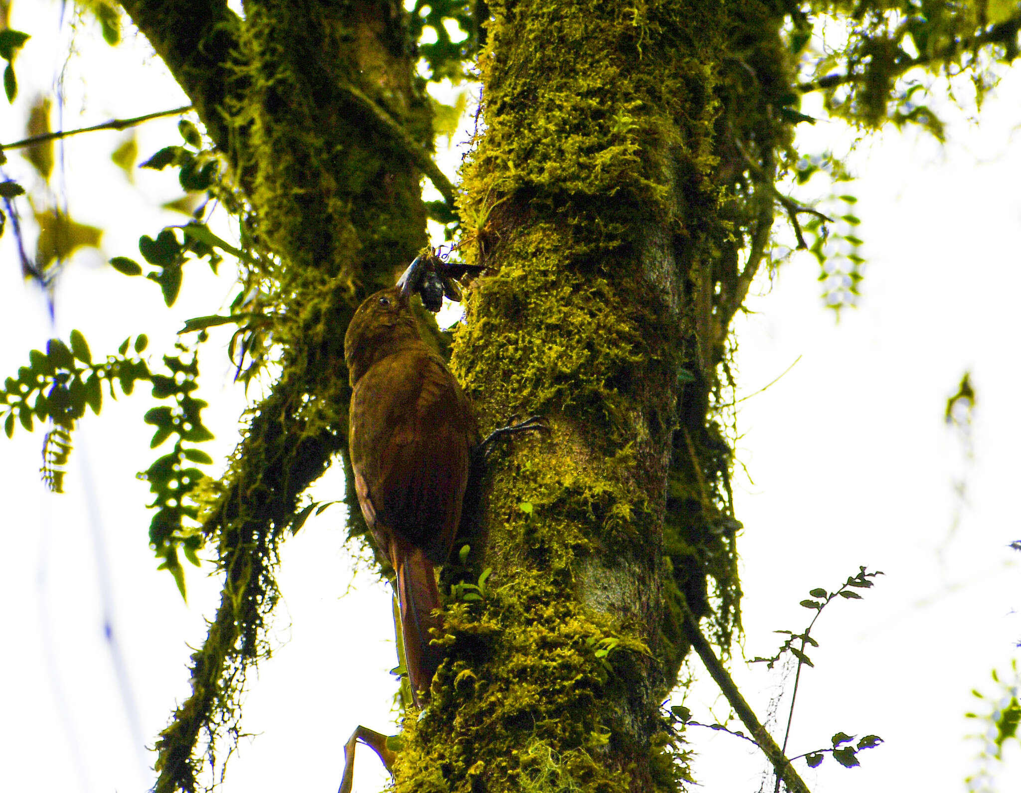 Image of Tyrannine Woodcreeper