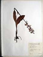 Image of Platanthera metabifolia F. Maek.