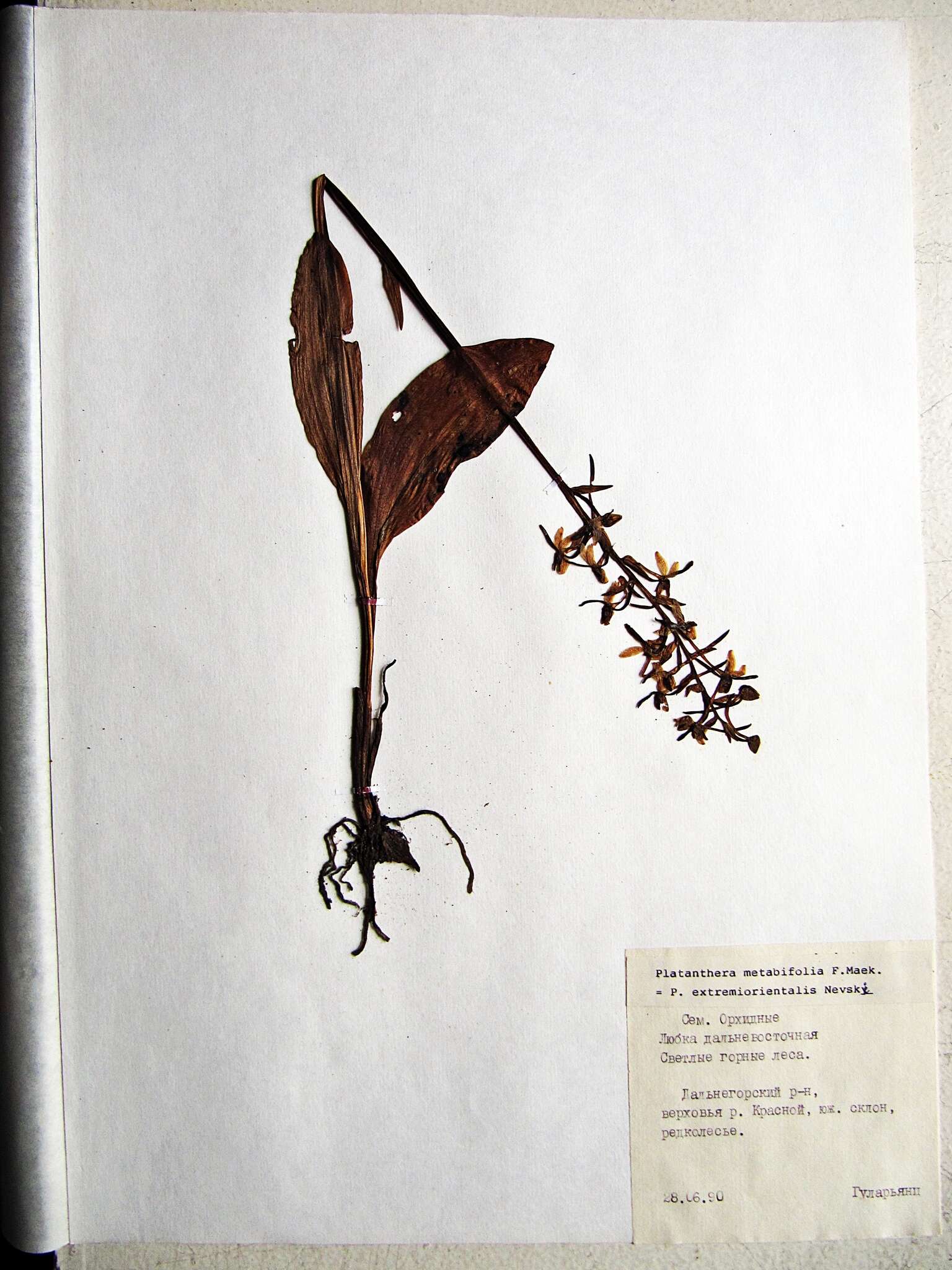 Image of Platanthera metabifolia F. Maek.