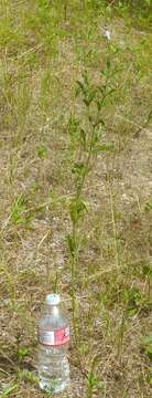 Image of Gulf vervain