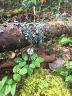 Image of dwarf ginseng