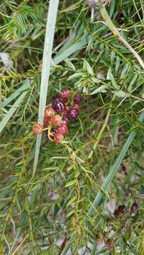 Image of Coriaria plumosa W. R. B. Oliv.