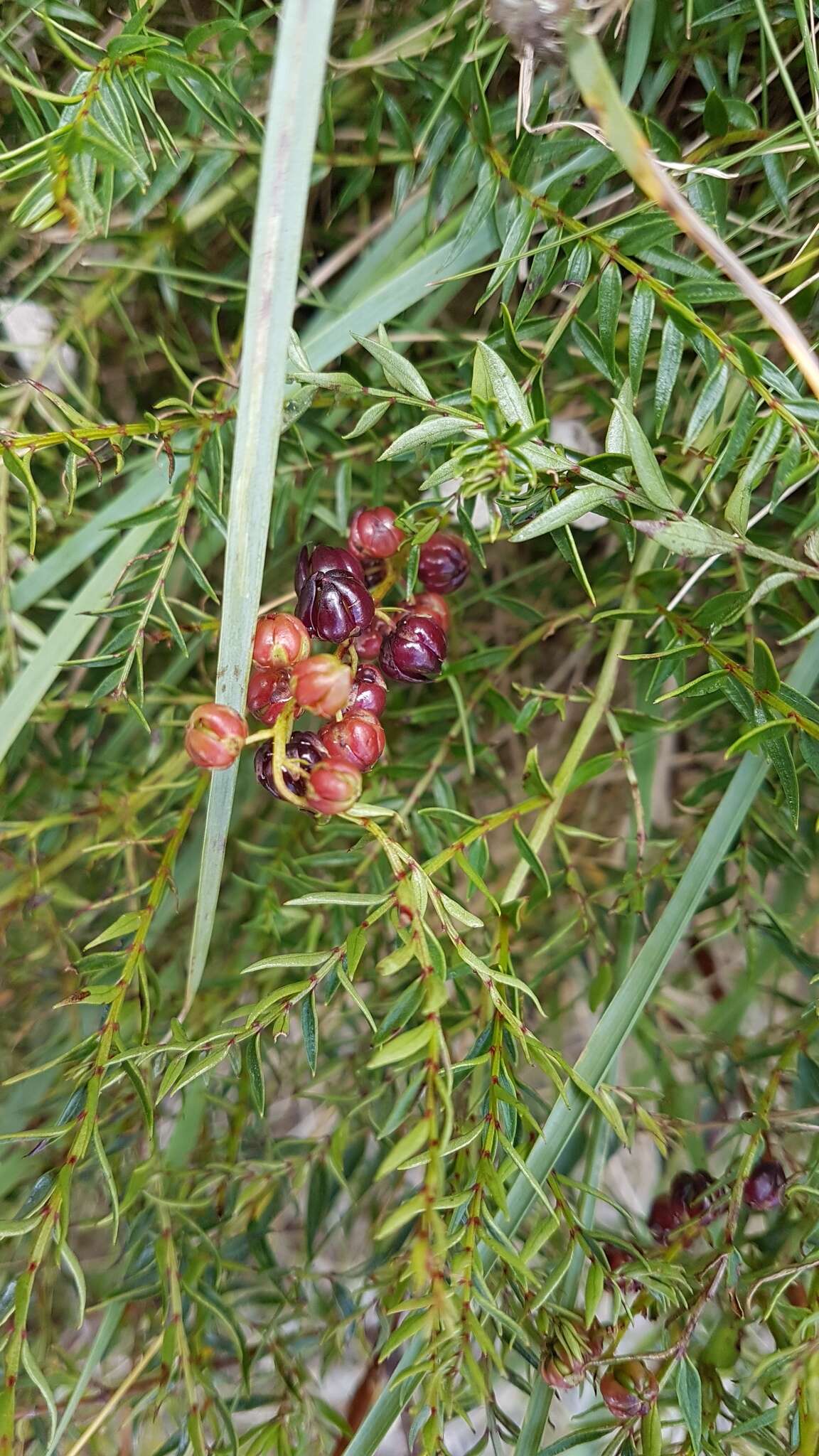 Coriaria plumosa W. R. B. Oliv. resmi