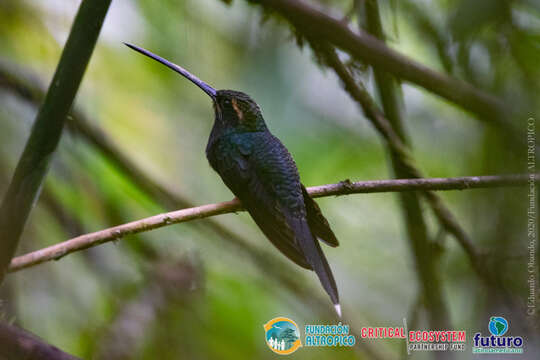 Phaethornis yaruqui (Bourcier 1851) resmi