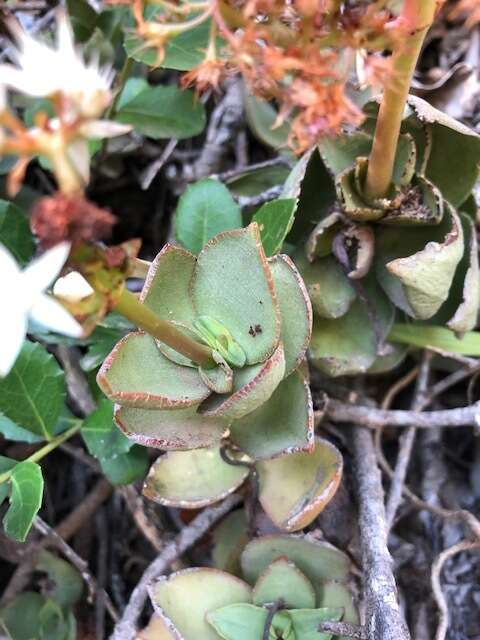 Image of Crassula lactea