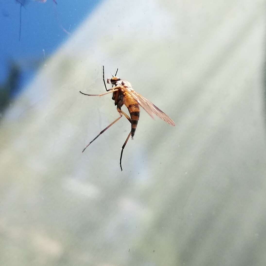 Image of Small Fleck-winged Snipe Fly