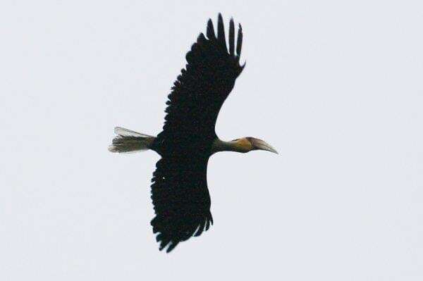 Image of Plain-pouched Hornbill