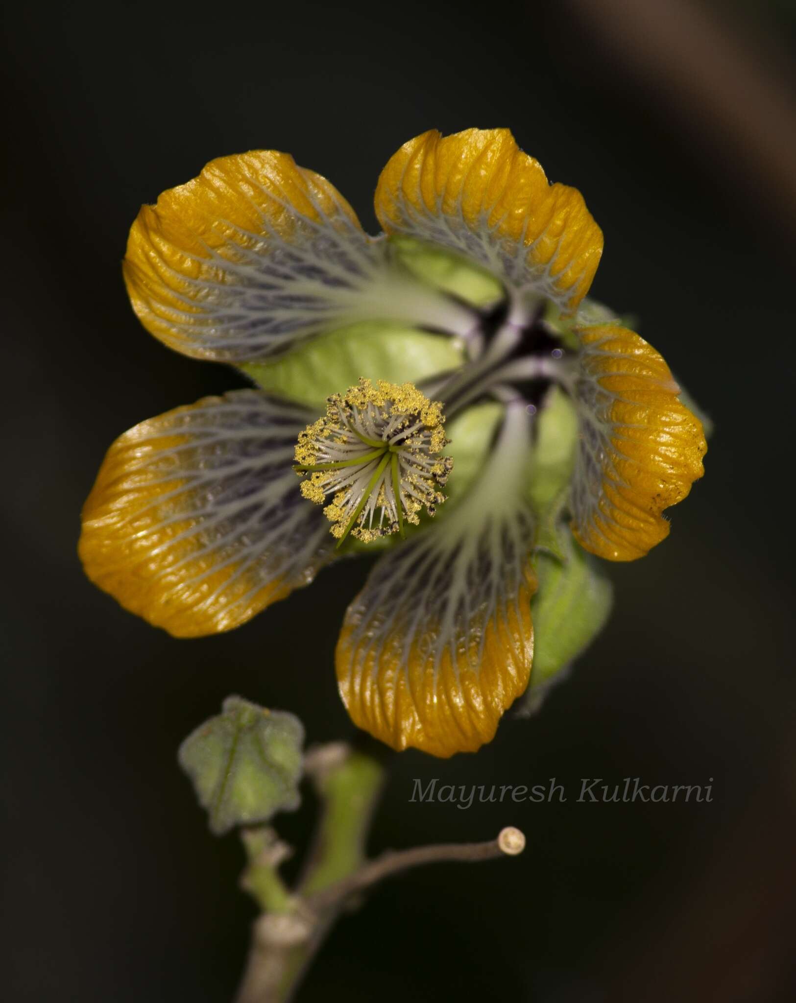 Image of Abutilon ranadei Woodrow & Stapf