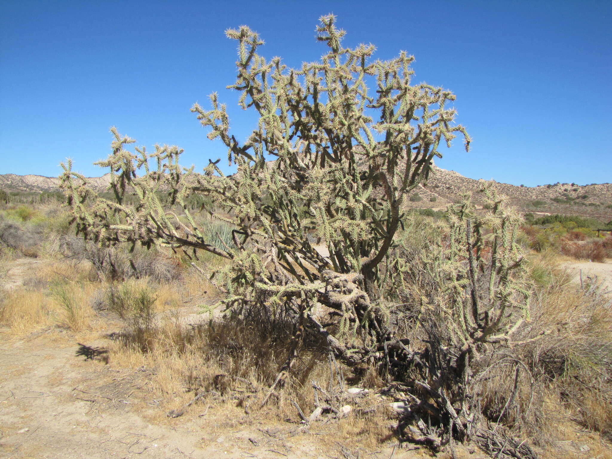 Image de Cylindropuntia bernardina