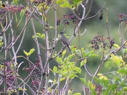 Image of Blackcap