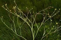 Image of Mississippi Buttercup