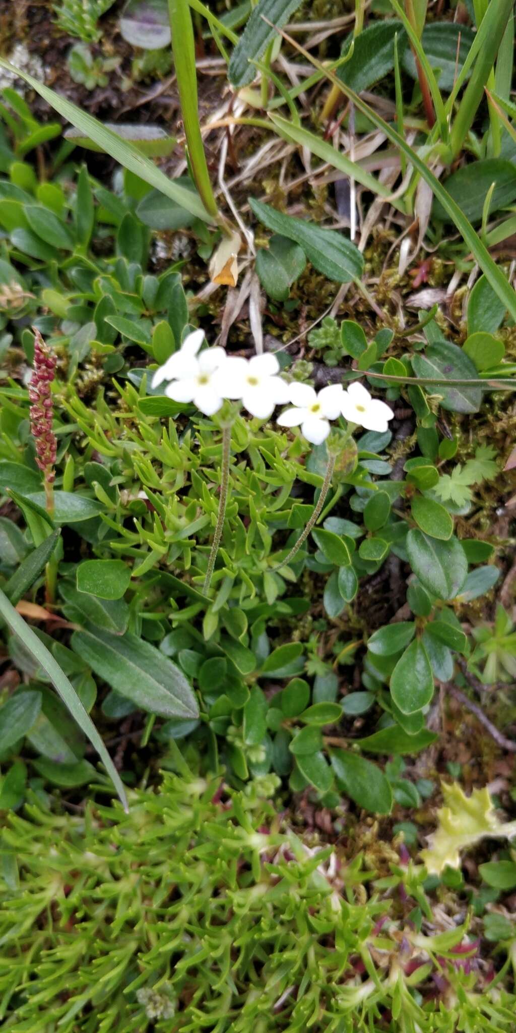 Image of Androsace obtusifolia All.