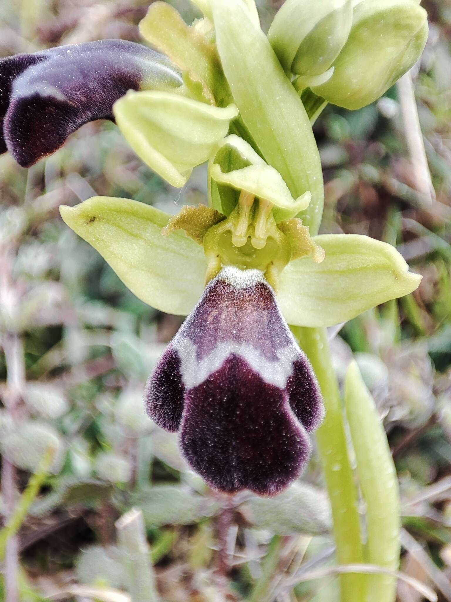 Image of Ophrys omegaifera subsp. dyris (Maire) Del Prete