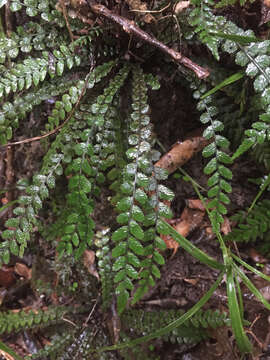 Слика од Austroblechnum membranaceum (Colenso ex Hook.) Gasper & V. A. O. Dittrich