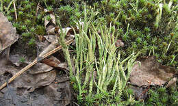 Image of cup lichen