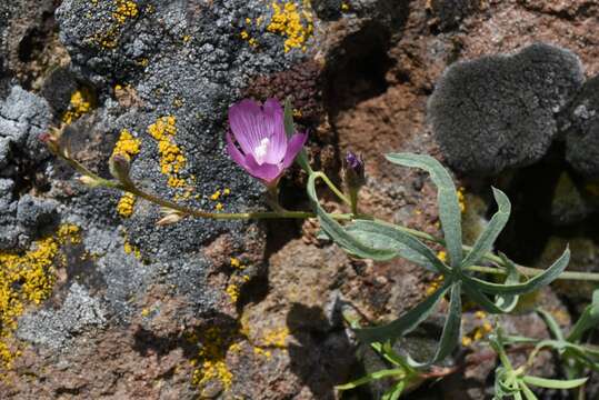 Sivun Sidalcea glaucescens Greene. kuva