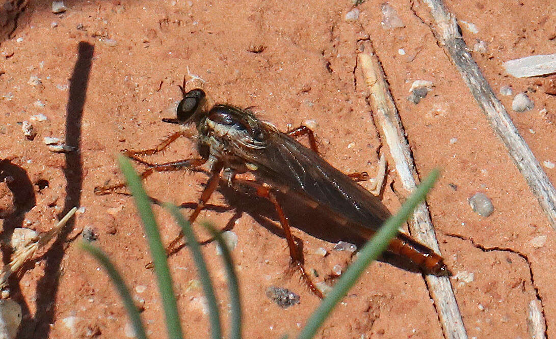 Image of <i>Scleropogon texanus</i>