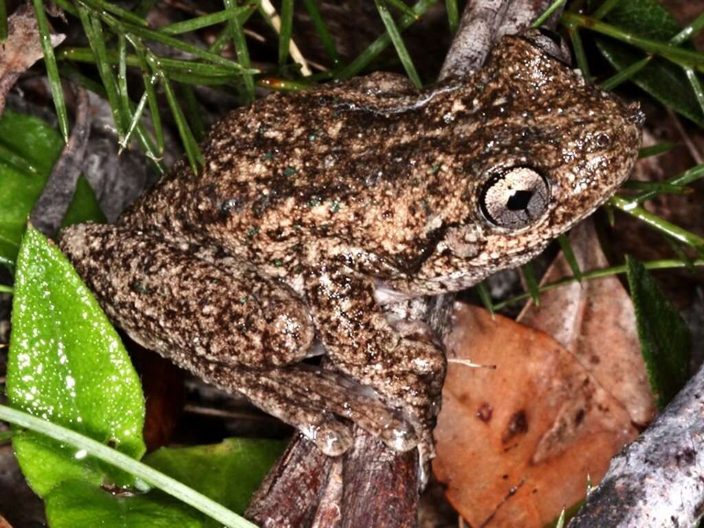 Litoria peronii (Tschudi 1838)的圖片