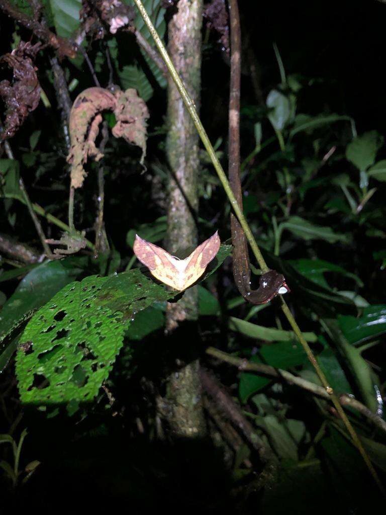 Image de Simopteryx torquataria Walker 1860