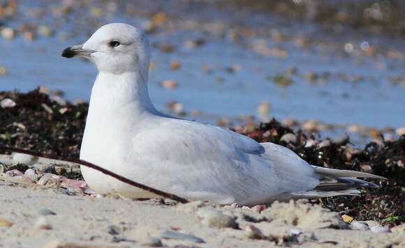 Image of Kumlien's Gull