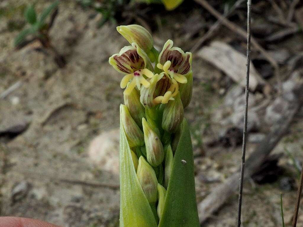 Orchis galilaea (Bornm. & M. Schulze) Schltr. resmi