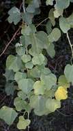 Image of Adenia cissampeloides (Planch. ex Hook.) Harms