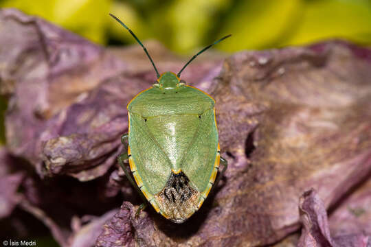 Image of <i>Chinavia impicticornis</i>