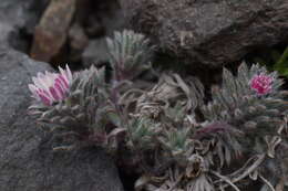 Imagem de Oriastrum apiculatum (J. Rémy) A. M. R. Davies