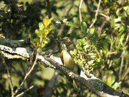 Image of Scaly-throated Honeyguide