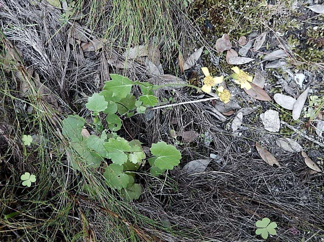 Image of Cineraria geifolia (L.) L.