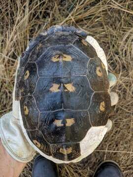 Image of Malaclemys terrapin macrospilota (Hay 1904)