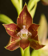 صورة Thelymitra fuscolutea R. Br.