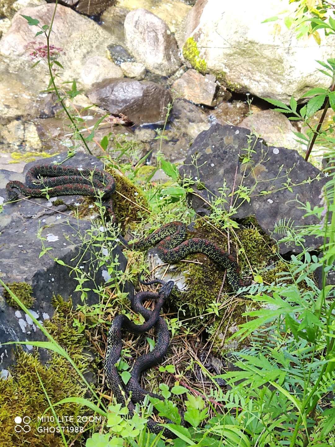 Protobothrops jerdonii (Günther 1875) resmi