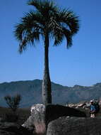 Dypsis decipiens (Becc.) Beentje & J. Dransf. resmi