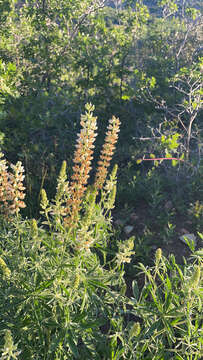 Image of bearded lupine