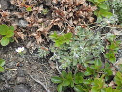 Image of grayleaf draba