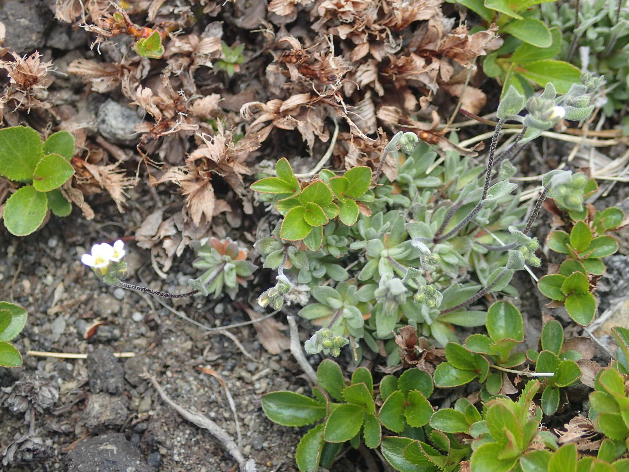 Image of grayleaf draba