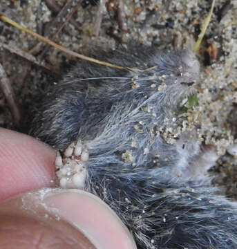 Image of Mediterranean Pine Vole