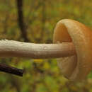 Plancia ëd Conocybe striipes (Cooke) S. Lundell 1953