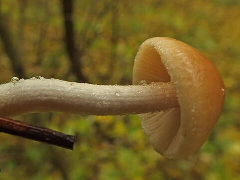 Plancia ëd Conocybe striipes (Cooke) S. Lundell 1953