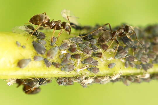 Image of Cowpea aphid