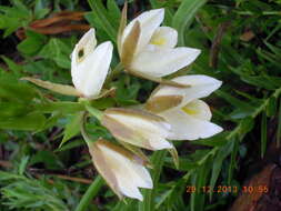 Sivun Eulophia ovalis var. bainesii (Rolfe) P. J. Cribb & la Croix kuva