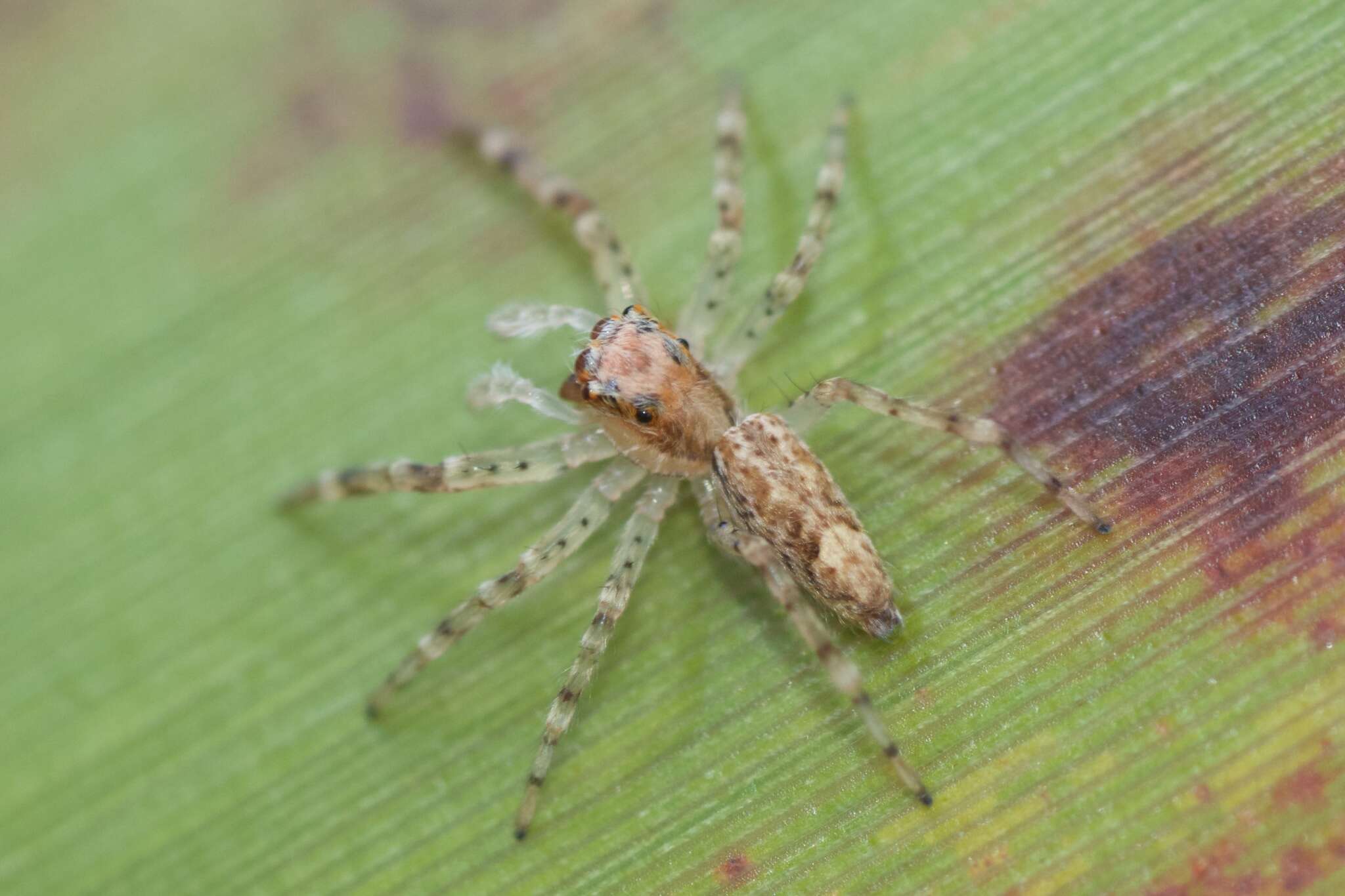 Image of Bronze Hopper